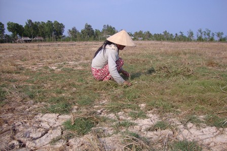 Khung chính sách tái định cư Chống chịu khí hậu tổng hợp và sinh kế bền vững ĐBSCL