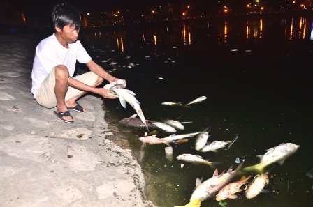 Hà Nội Nỗ lực khắc phục tình trạng cá chết tại hồ Hoàng Cầu