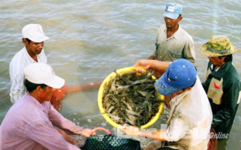 Nâng cao hiệu quả nuôi tôm nước lợ ở Bạc Liêu