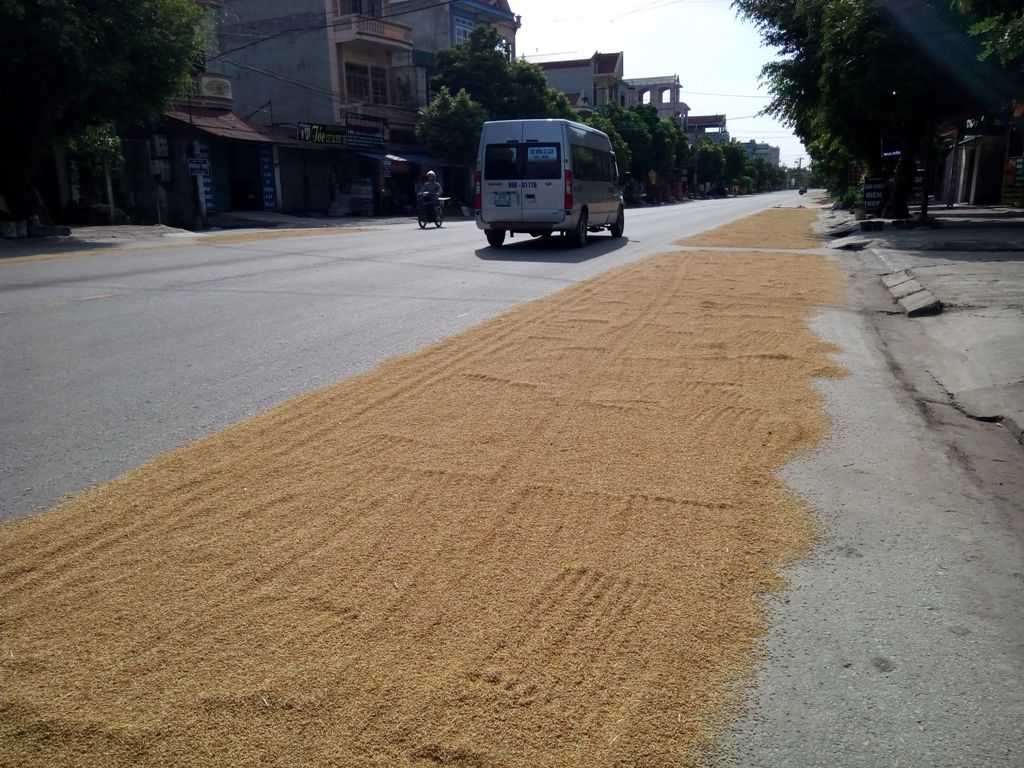 Hà Nam Cần xử lý nghiêm tình trạng cứ mùa gặt là quốc lộ thành sân phơi