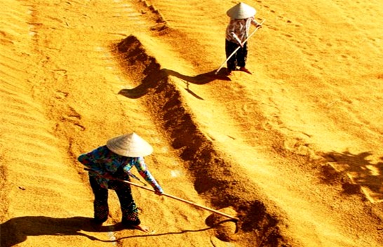 Nhộn nhịp ngày mùa