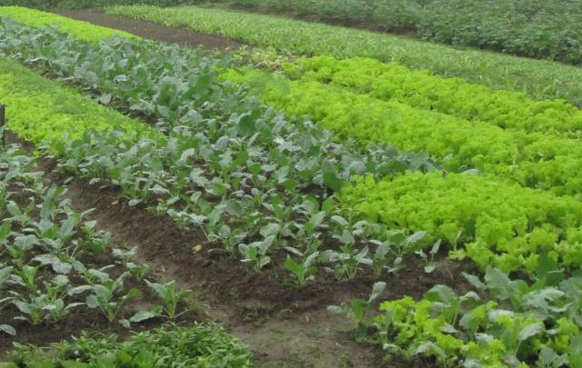 Thành công với mô hình vận động hội viên, phụ nữ trồng rau sạch