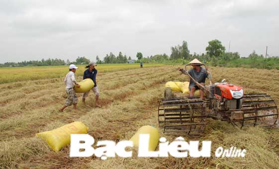 Liên kết sản xuất lúa hàng hóa Nông dân, doanh nghiệp đều vui