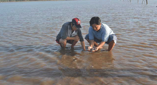 Nghêu chết - xã viên điêu đứng