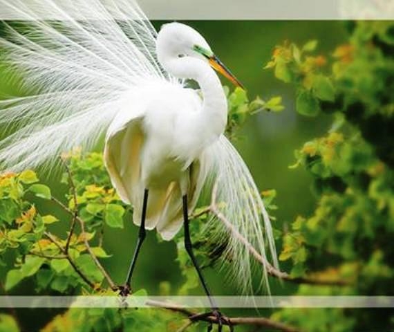 Triển lãm “Sải cánh hoang dã”