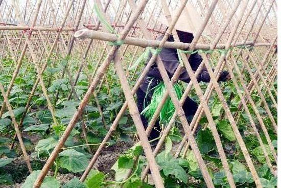 Đông Triều Quảng Ninh  Triển khai xây dựng mô hình nông thôn với tiêu chí 4 tốt hơn