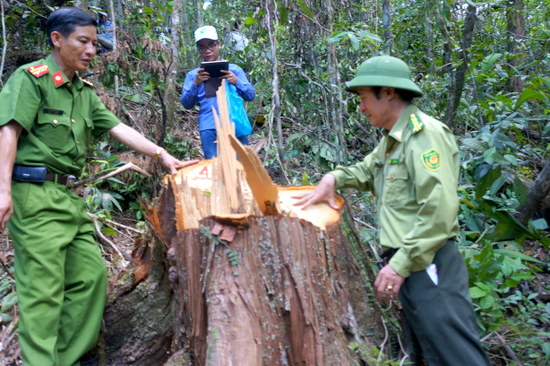 Vụ phá rừng khu vực biên giới với Lào Không loại trừ nguyên nhân quản lý lỏng lẻo, có sự tiếp tay, bảo kê
