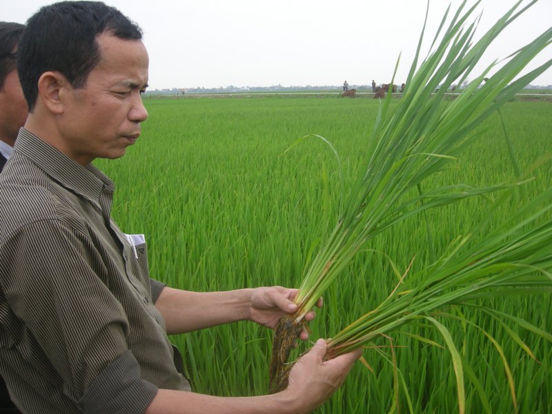 Nâng cao năng lực cạnh tranh xuất khẩu gạo
