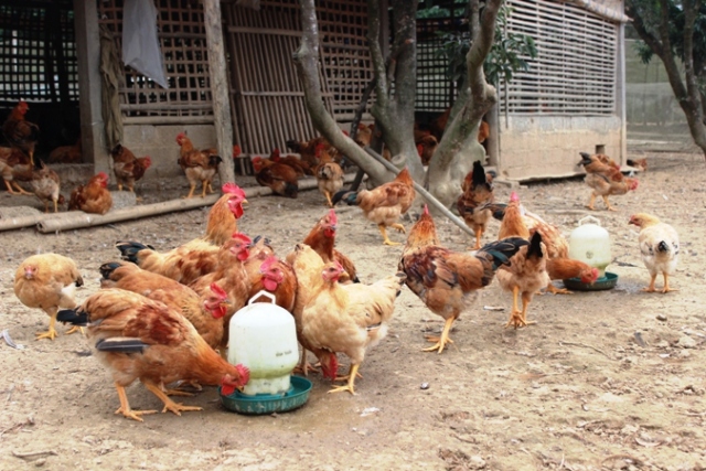 Cơ hội cho sản phẩm chăn nuôi gia cầm Việt trong hội nhập bền vững