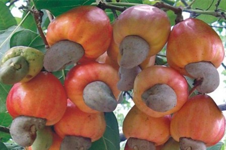 Xuất khẩu điều duy trì đà tăng trưởng trong 6 tháng đầu năm