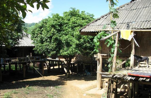 FAO kêu gọi sử dụng các sản phẩm gỗ trong cuộc chiến chống biến đổi khí hậu