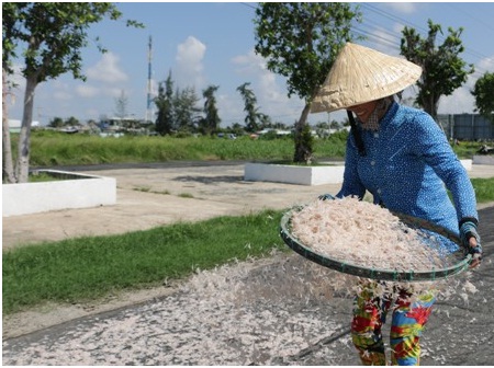 Ngư dân Bạc Liêu trúng mùa ruốc biển