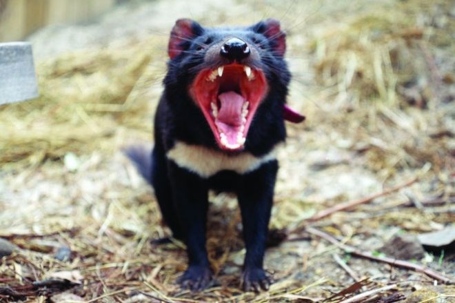 Loài quỷ Tasmania có thể tránh được nguy cơ tuyệt chủng nhờ tự biến đổi gien
