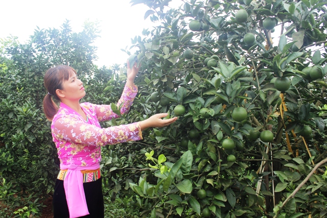 Hiệu quả từ nguồn vốn tín dụng chính sách ở Cao Phong Hòa Bình