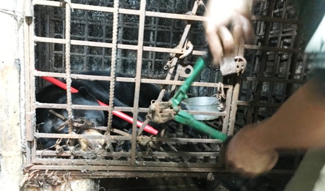 Cứu hộ một cá thể gấu chó tại Nam Định