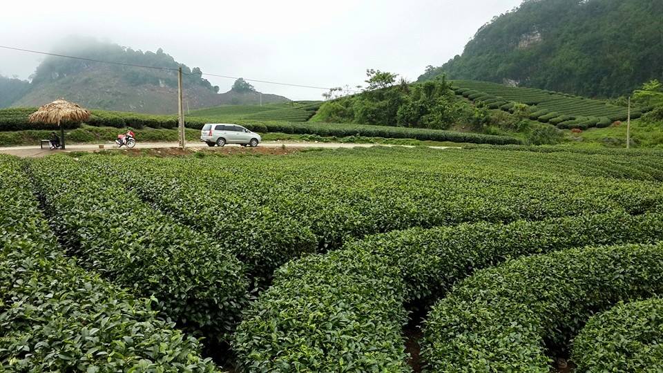Xuất khẩu chè tăng về lượng nhưng giảm về giá trị