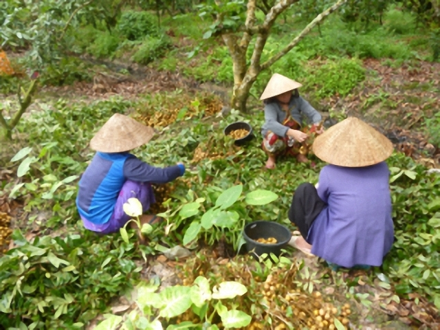 Sông Mã Sơn La  Mô hình cải tạo diện tích nhãn già cỗi mang lại hiệu quả cao