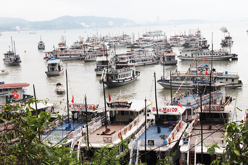 Hạ Long Nhiều tàu du lịch bị đình chỉ hoạt động vì nợ đọng thuế