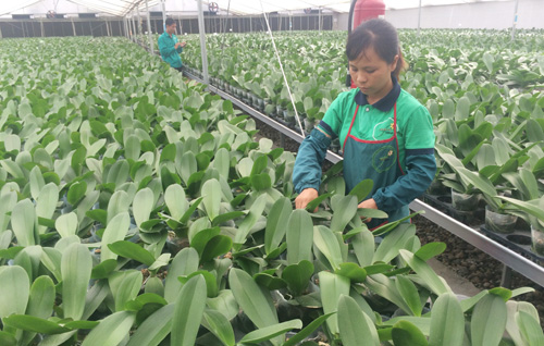 Phúc Thọ nỗ lực cán đích nông thôn mới năm 2017
