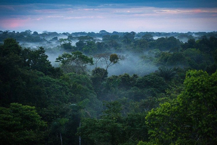 Cảnh báo nạn phá rừng tại Peru