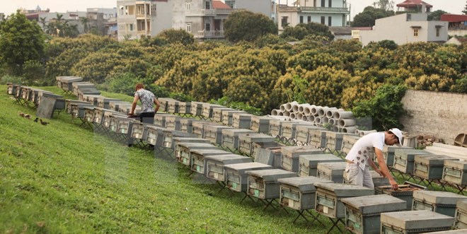 Cấp giấy chứng nhận nhãn hiệu Mật ong hoa nhãn Hưng Yên