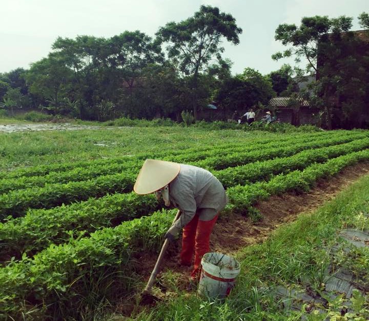 Xây dựng nông thôn mới tại huyện trung du miền núi Yên Dũng Bắc Giang