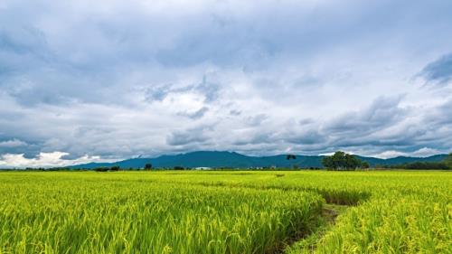 Thái Lan xúc tiến xây dựng các nông trại trồng lúa quy mô lớn