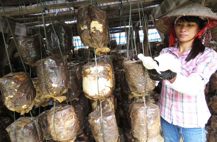 Triệu phú nấm tuổi 25