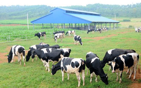 Ngành chăn nuôi - Cơ hội và thách thức đối với phát triển bền vững của Mỹ Latinh