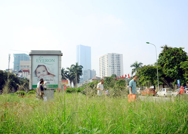 Hà Nội Cỏ dại um tùm trên nhiều tuyến phố