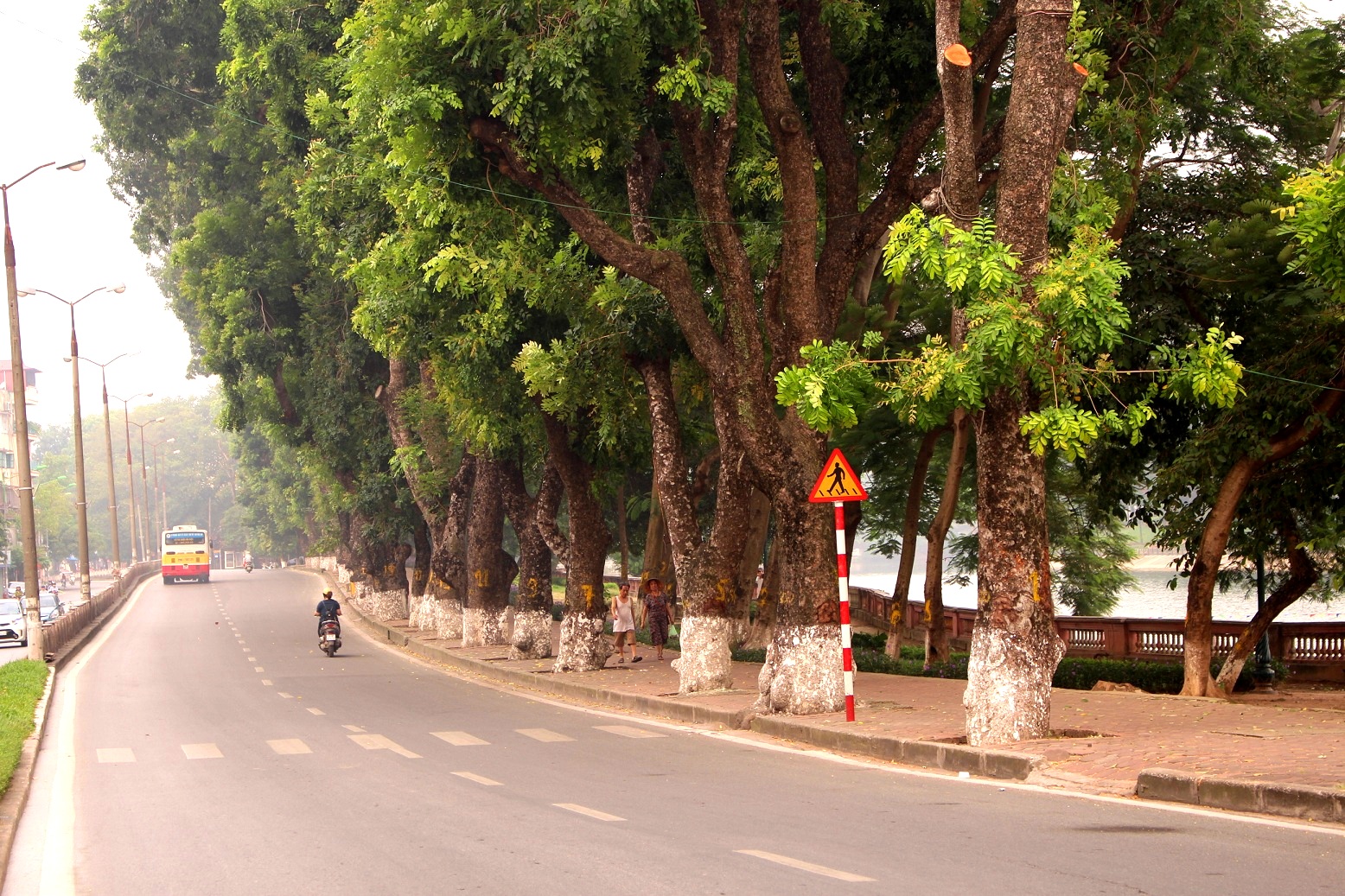 Hà Nội Ý kiến người dân xung quanh việc di dời hàng xà cừ trên phố Kim Mã