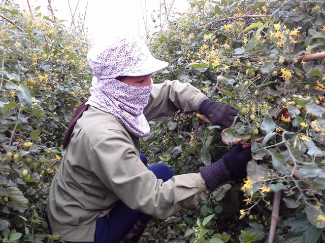 Đẩy mạnh thu hút đầu tư vào ngành nông nghiệp