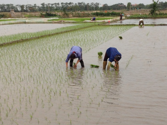 Miễn, giảm gần 7 000 tỷ đồng thuế sử dụng đất nông nghiệp