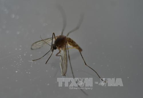 Thái Lan ghi nhận thêm hai ca nhiễm virus Zika