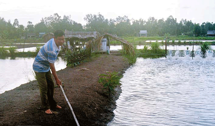 Người nuôi tôm than lỗ, người bán thức ăn thủy sản than khổ