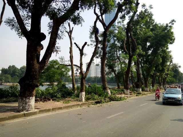 Hà Nội dịch chuyển hàng cây cổ thụ trên đường Kim Mã