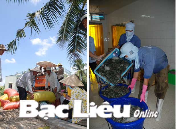 Sản xuất và tiêu thụ hàng nông sản Cần một chiến lược cho liên kết sản xuất