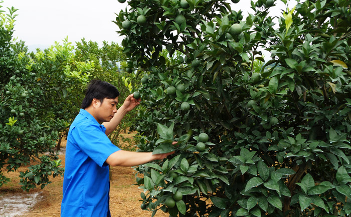 Gương thanh niên làm giàu từ cam