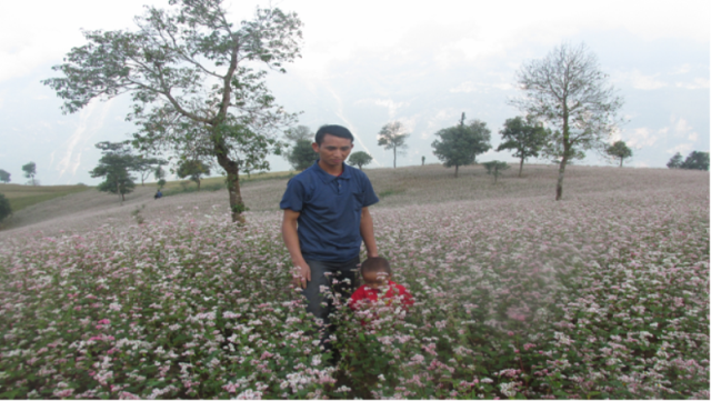 Hà Giang Triển khai Lễ hội Hoa tam giác mạch Hà Giang lần thứ 2