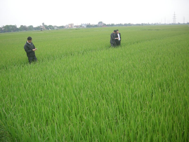 Thúc đẩy tích tụ ruộng đất, phát triển nông nghiệp bền vững