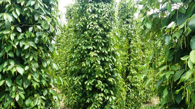 Cần gia tăng giá trị trong sản xuất nông nghiệp