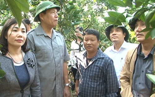 Tăng cường hỗ trợ các mô hình sản xuất theo chuỗi