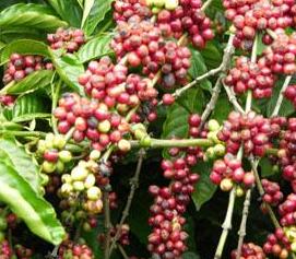 Xuất khẩu cà phê sang An-giê-ri tăng mạnh