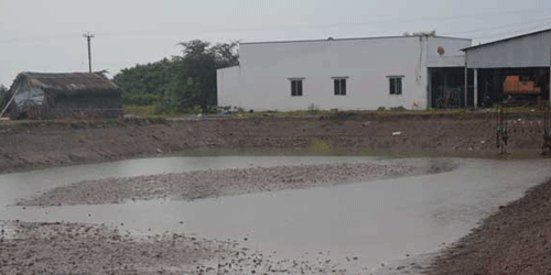 Nhiều nông dân treo ao chờ vụ nuôi tôm mới