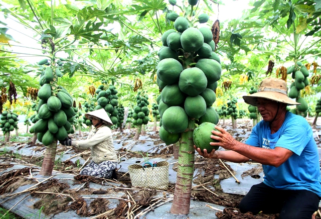 Hướng dẫn thực hiện cho vay bổ sung vốn với khách hàng vay vốn bị rủi ro do nguyên nhân khách quan