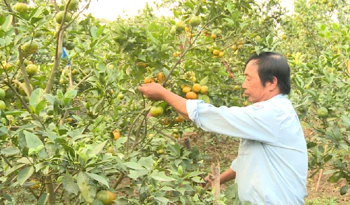 Thu nhập đạt hàng trăm triệu đồng năm từ trồng cam đường canh