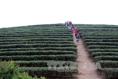 Du lịch Việt Nam Đảo chè Cầu Cau – “Hạ Long của xứ Nghệ”