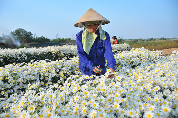 Cúc họa mi Nét riêng mùa đông Hà Nội