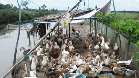 Vịt biển - vật nuôi mới ở vùng chuyển đổi