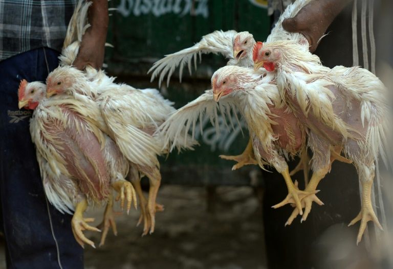 Hàn Quốc tăng cường chiến dịch chống cúm gia cầm H5N6